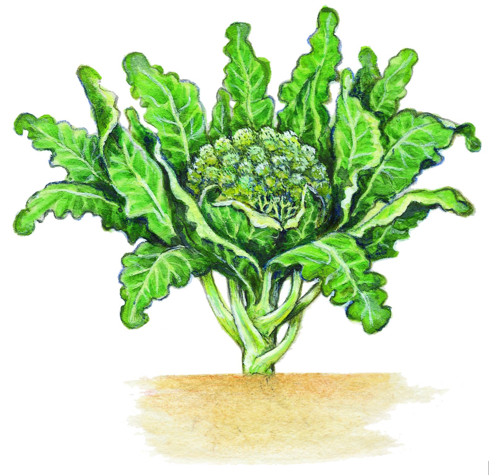 un brocoli