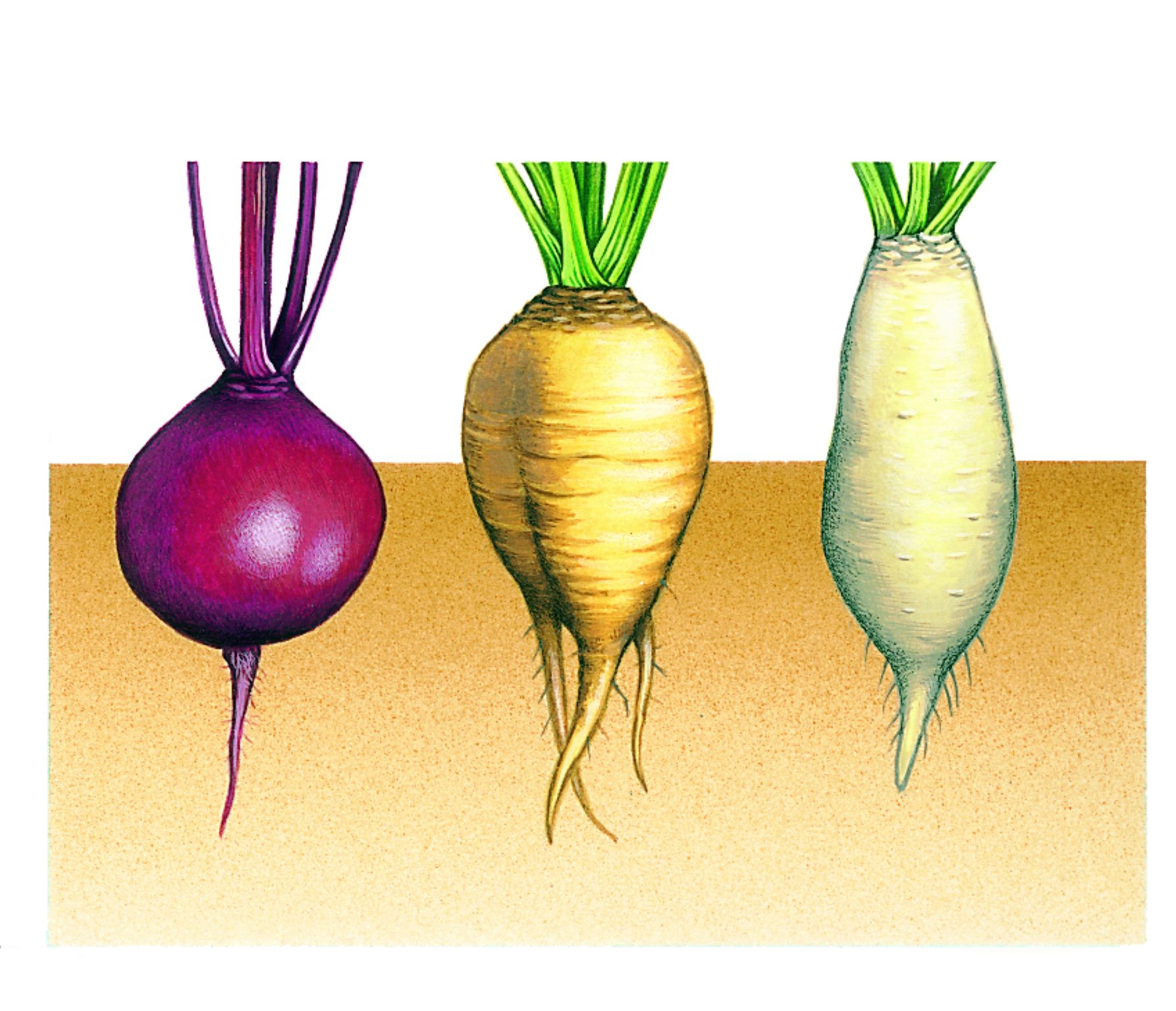 différentes variétés de betteraves