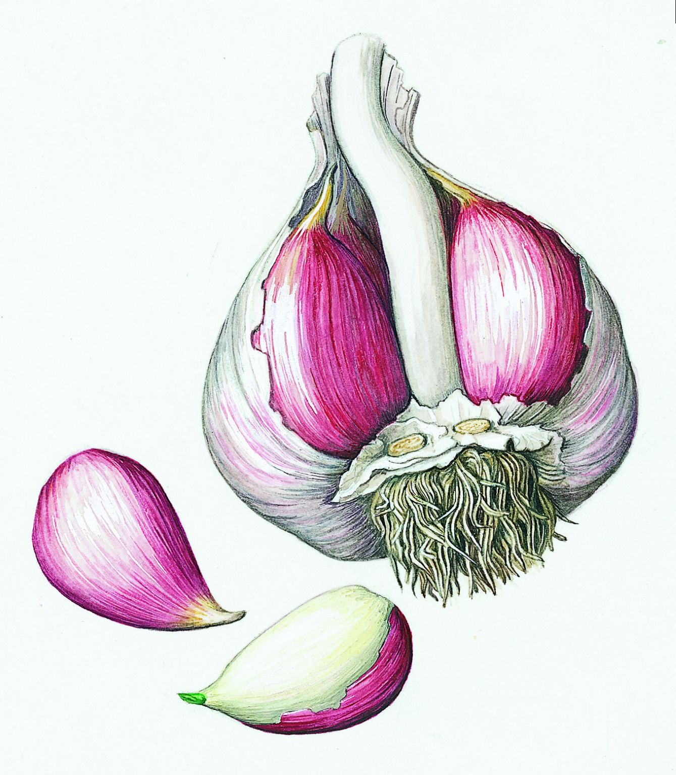 une tête d’ail et des gousses