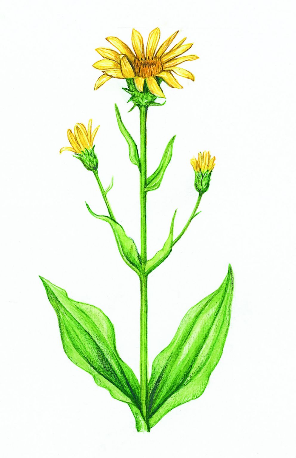 l’arnica