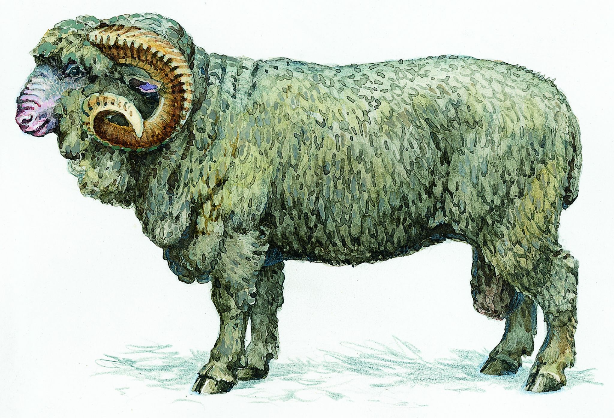 un bélier
