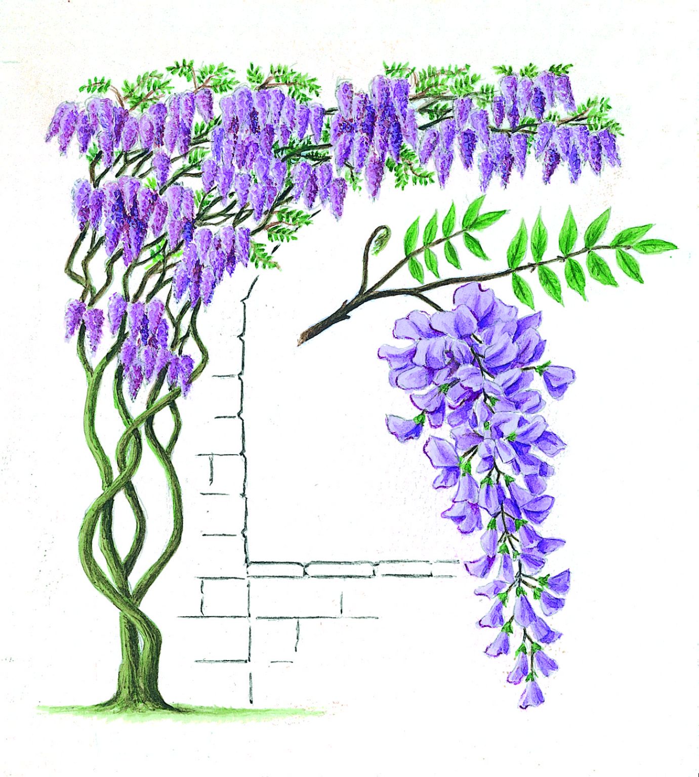 la glycine