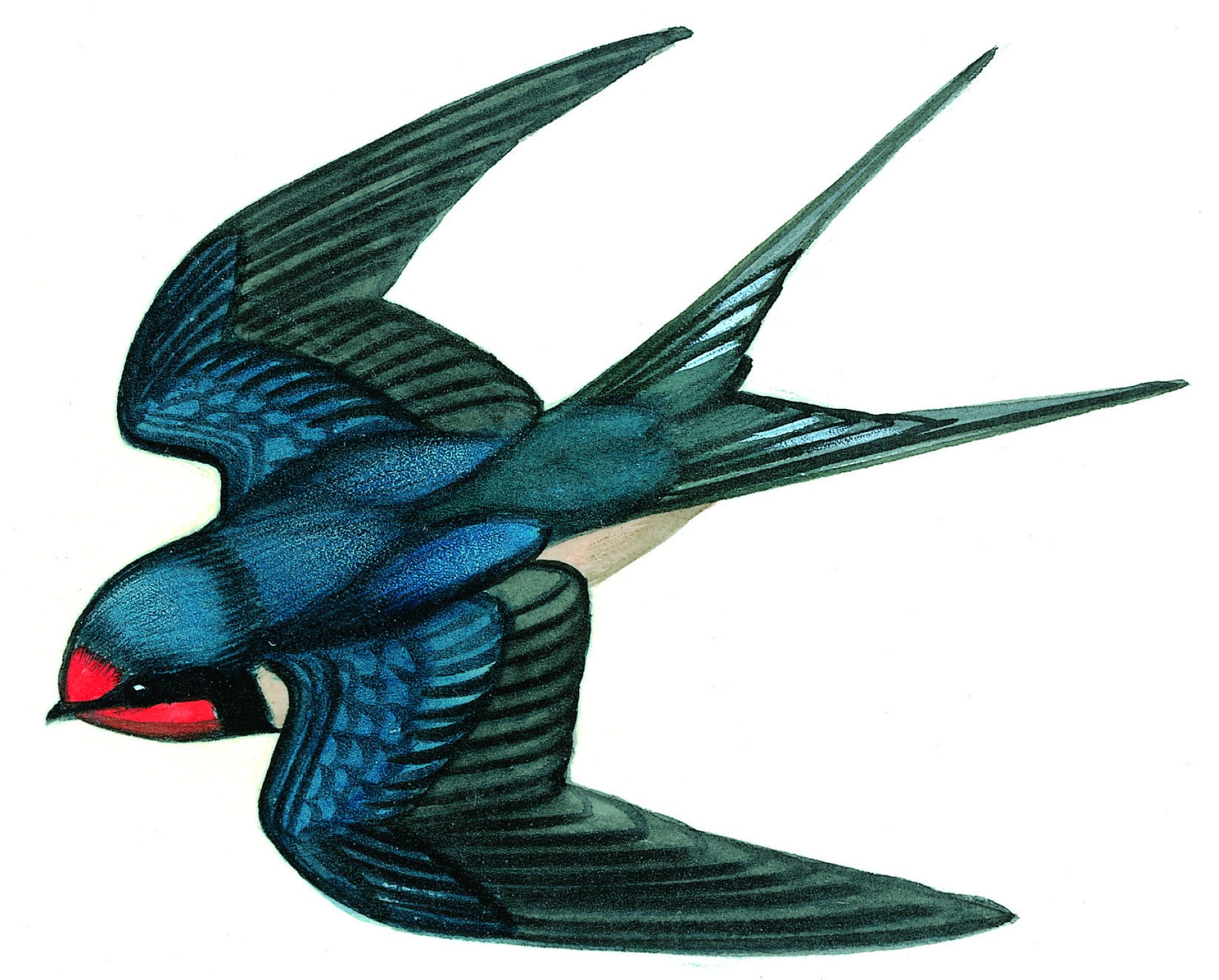 une hirondelle