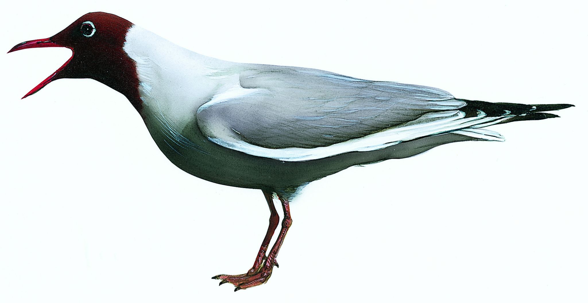 une mouette rieuse poussant son cri sonore