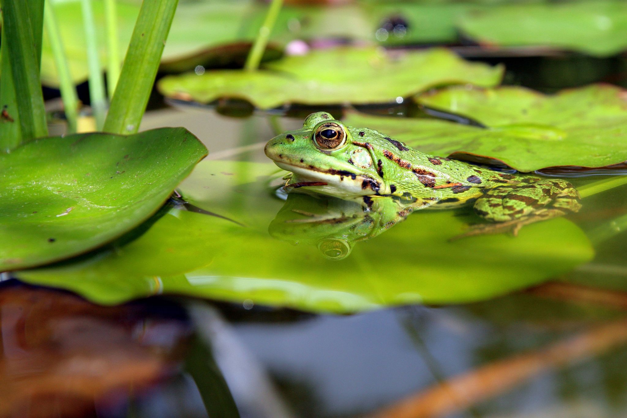 une grenouille sur un nénuphar