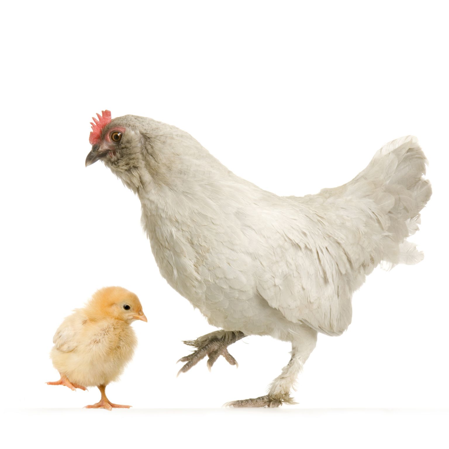 une poule et son poussin