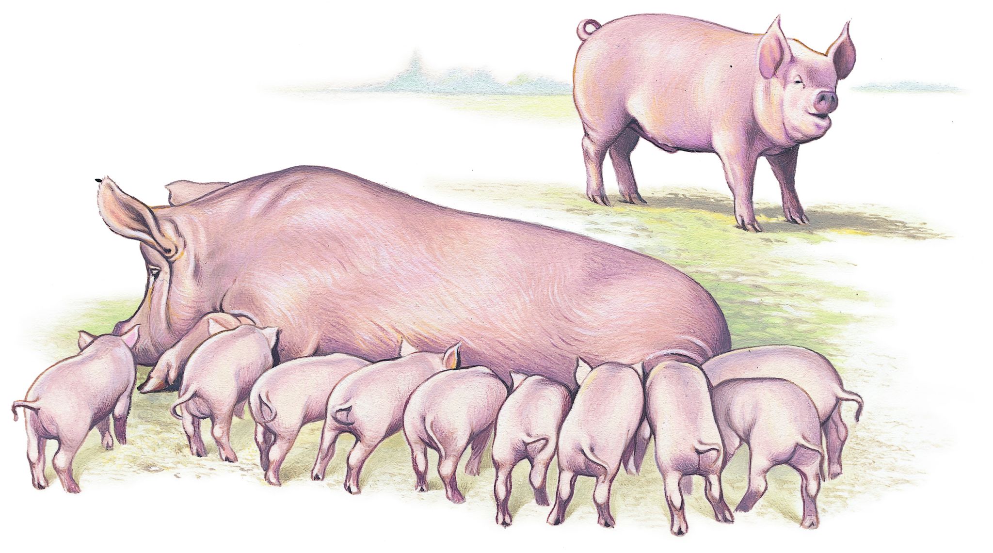 le porc, avec la truie allaitant les porcelets