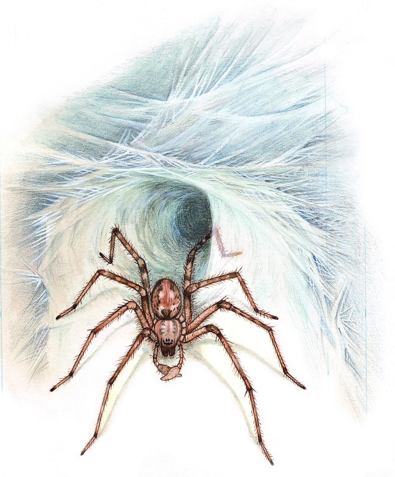 une araignée