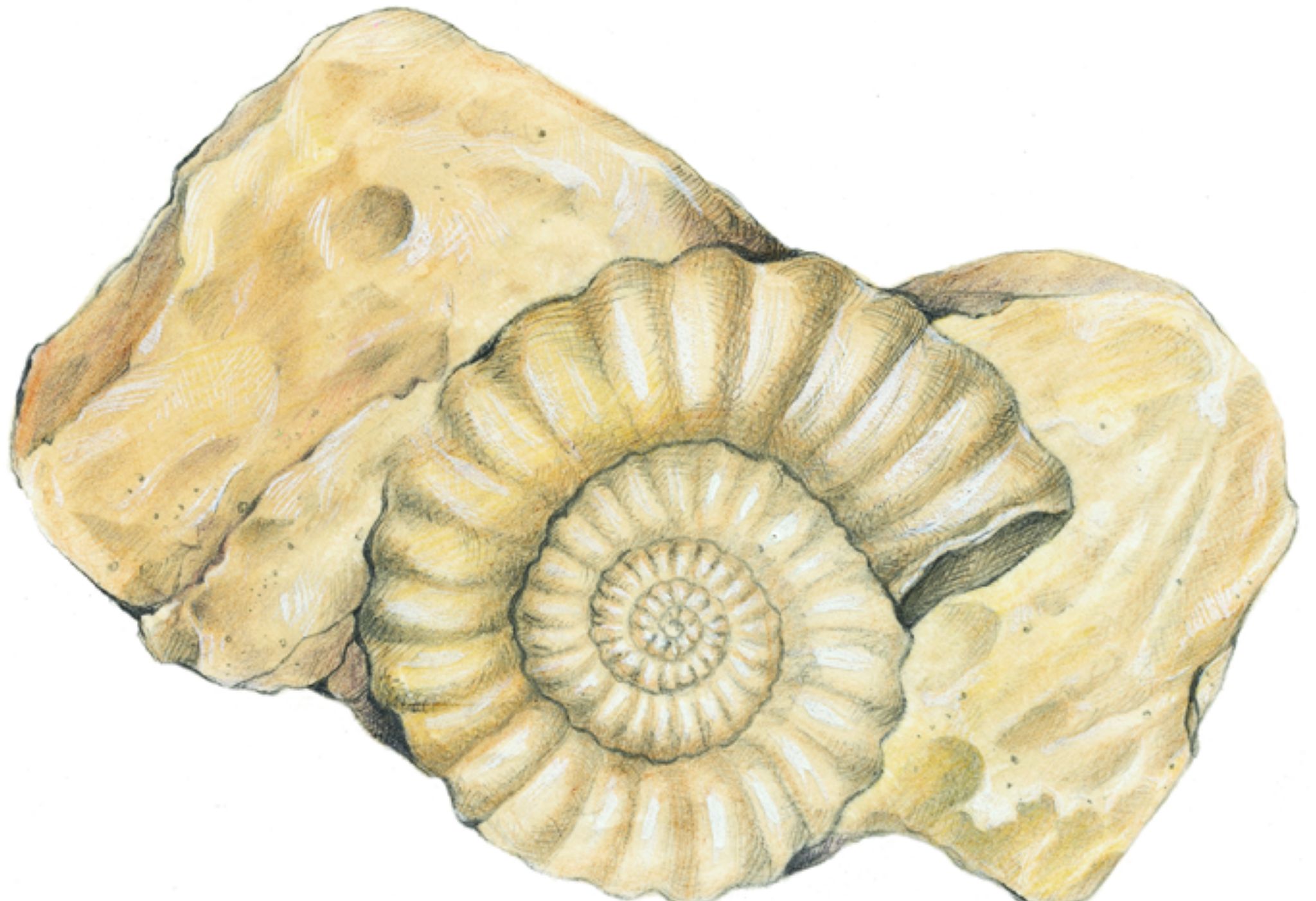 une ammonite fossile