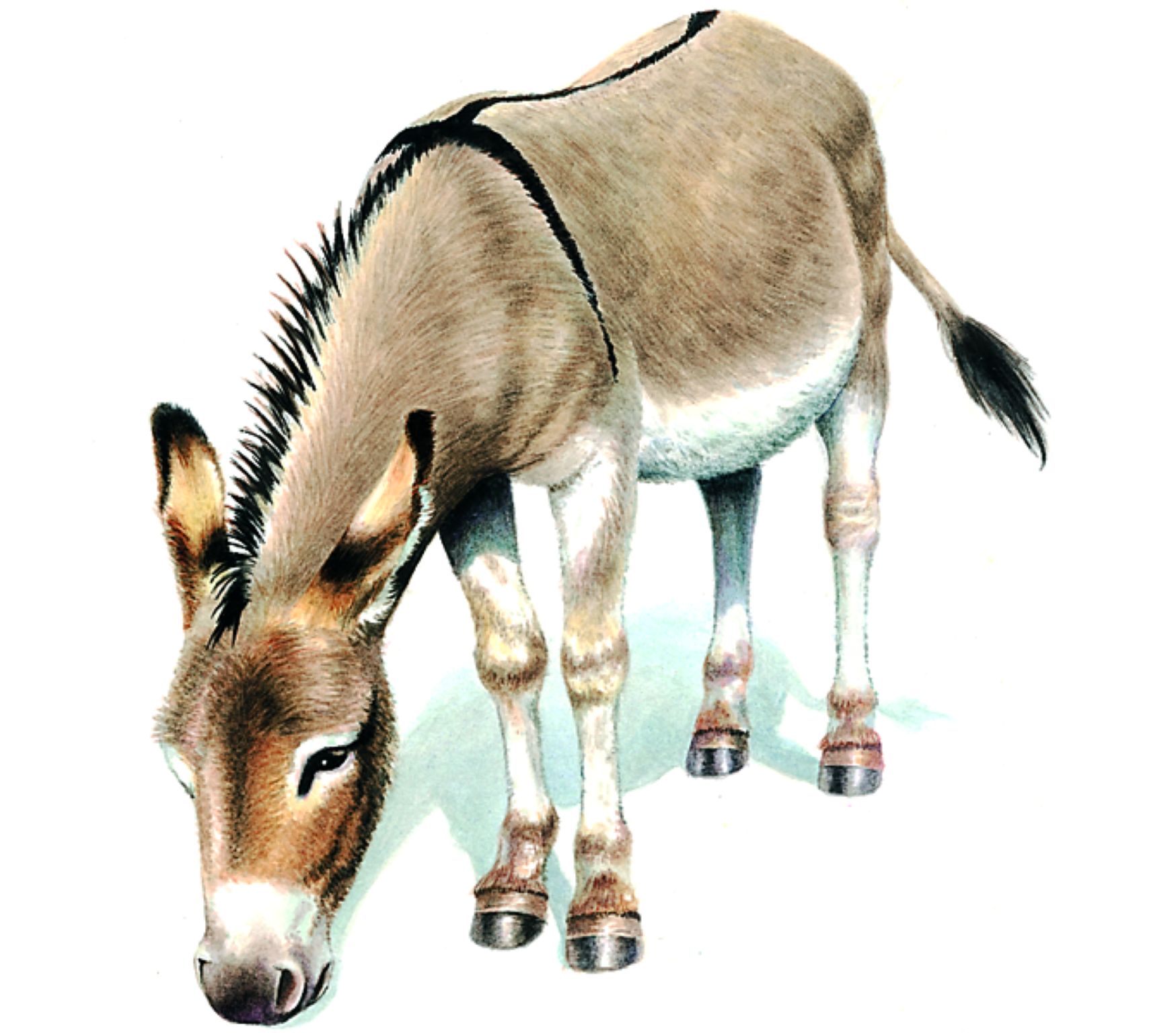 un âne