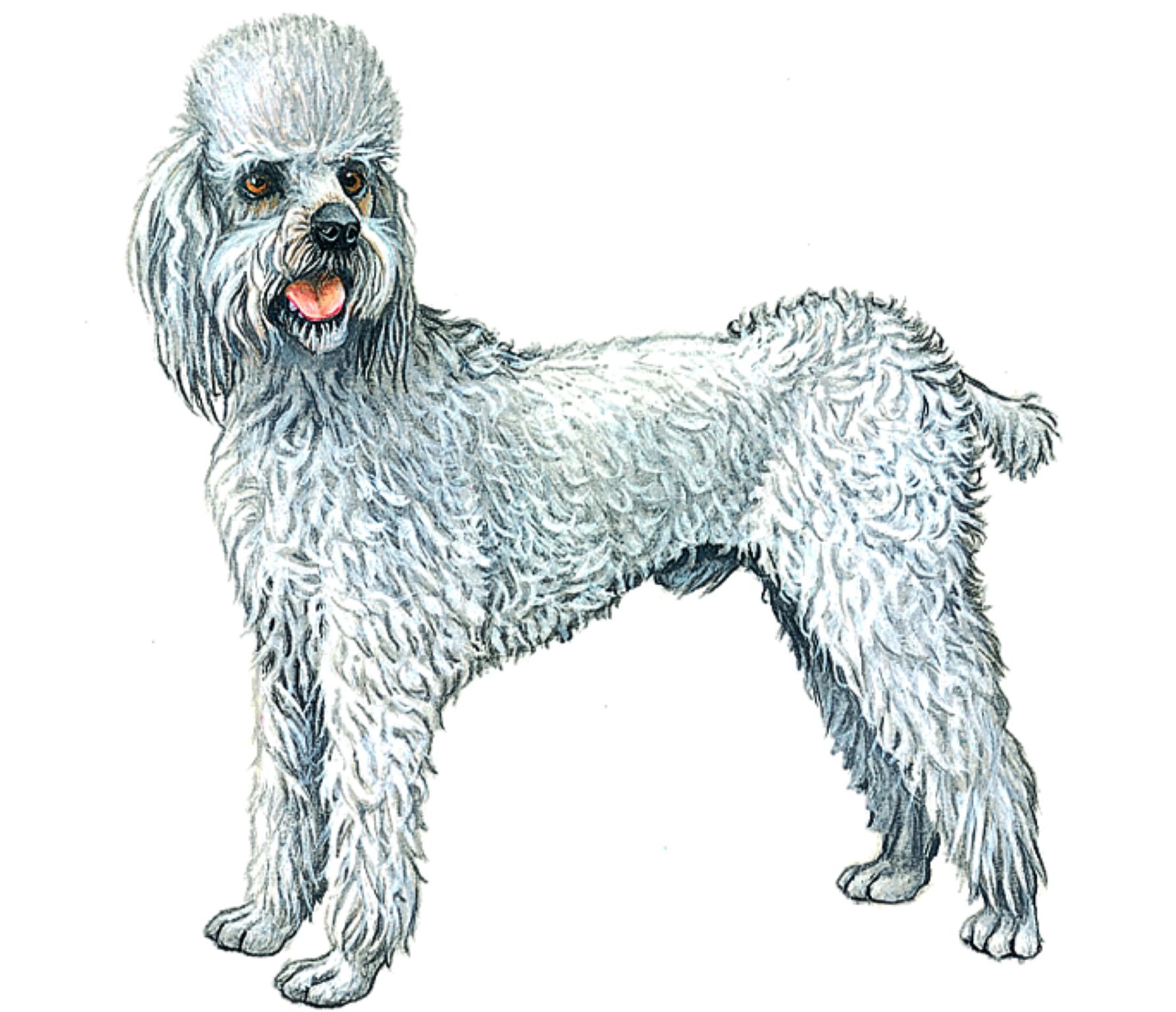un caniche