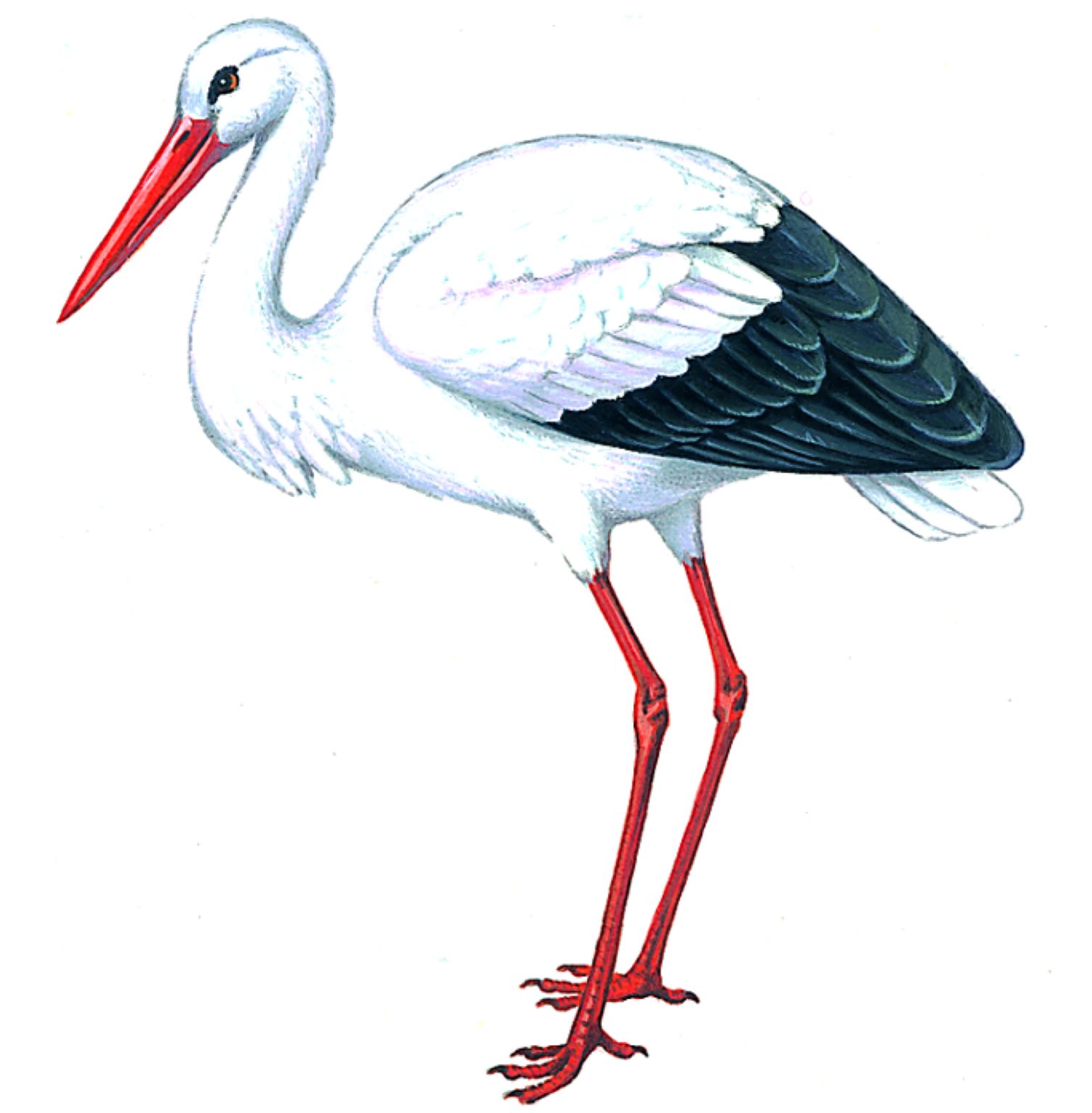 une cigogne