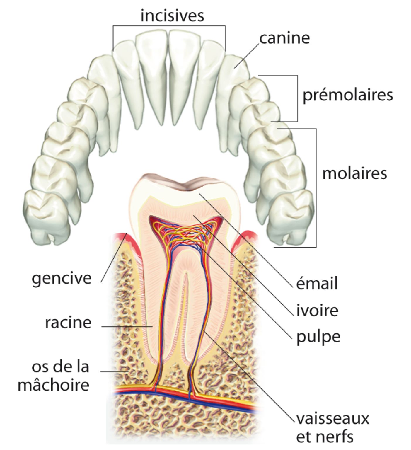 les dents de la mâchoire supérieure et une molaire en coupe