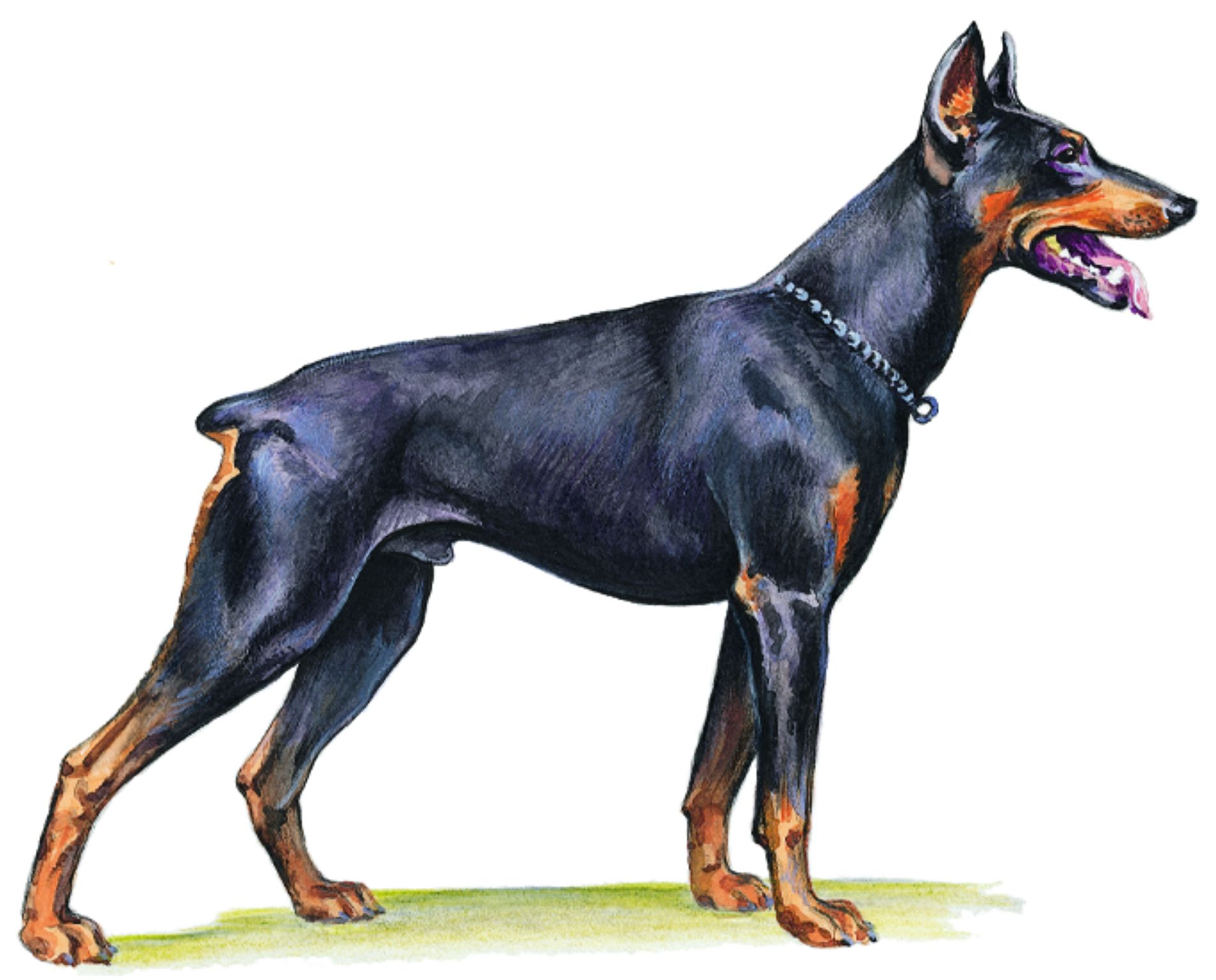 un doberman