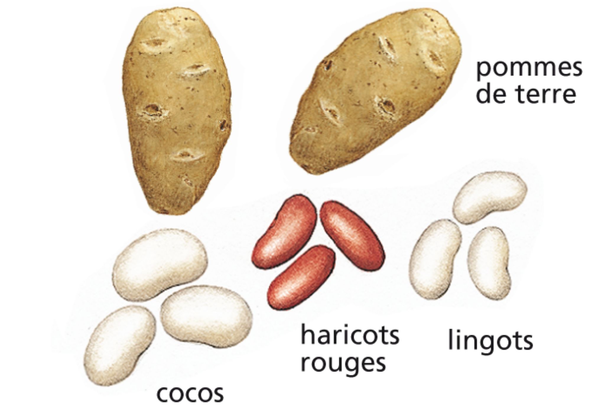 des féculents