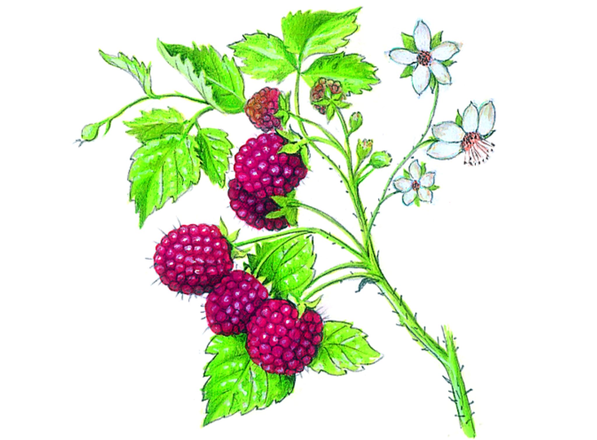 un framboisier et des framboises