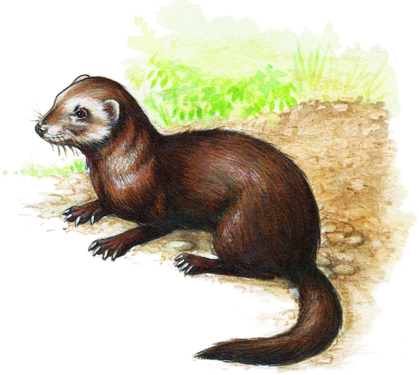 un furet brun