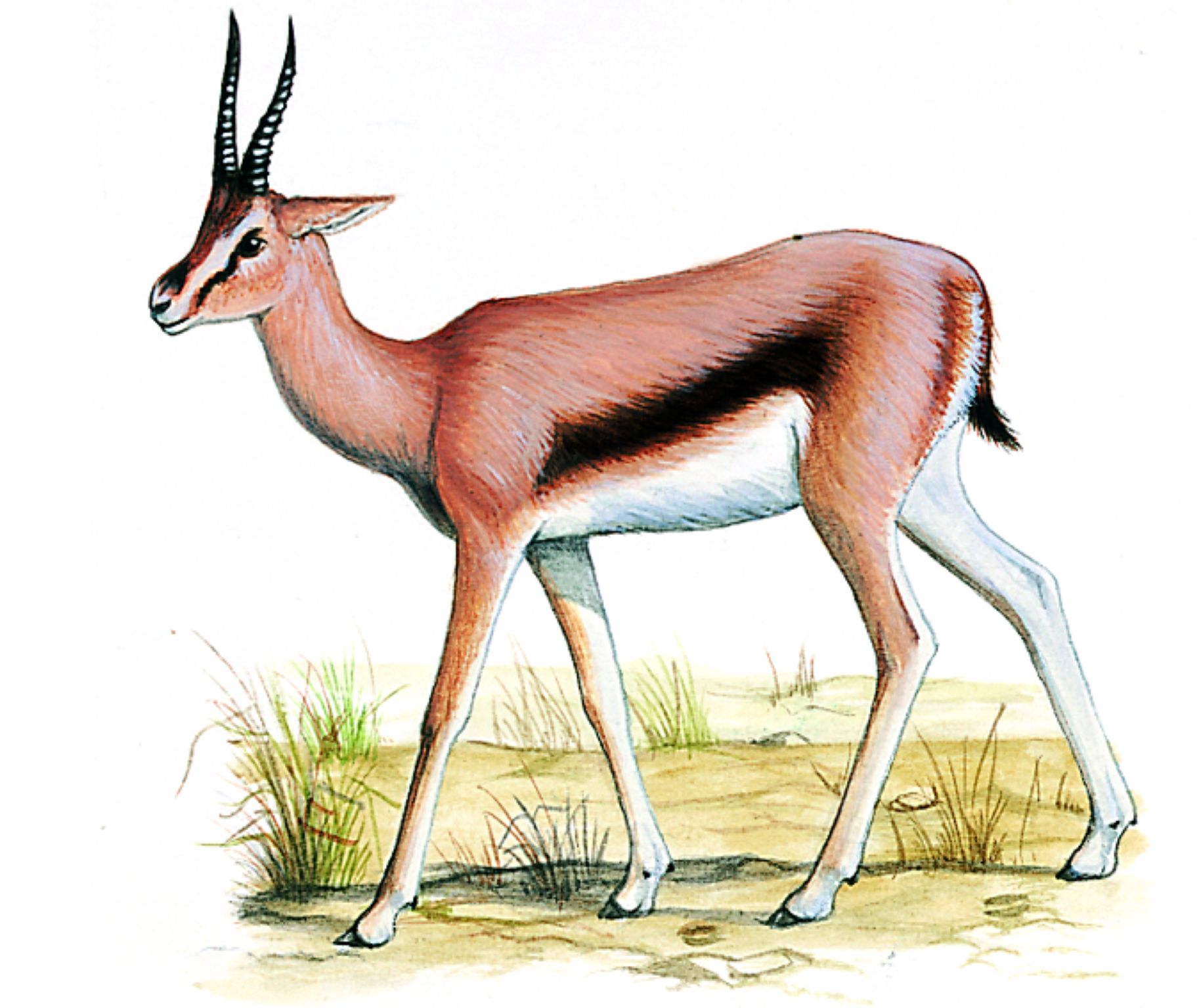 une gazelle