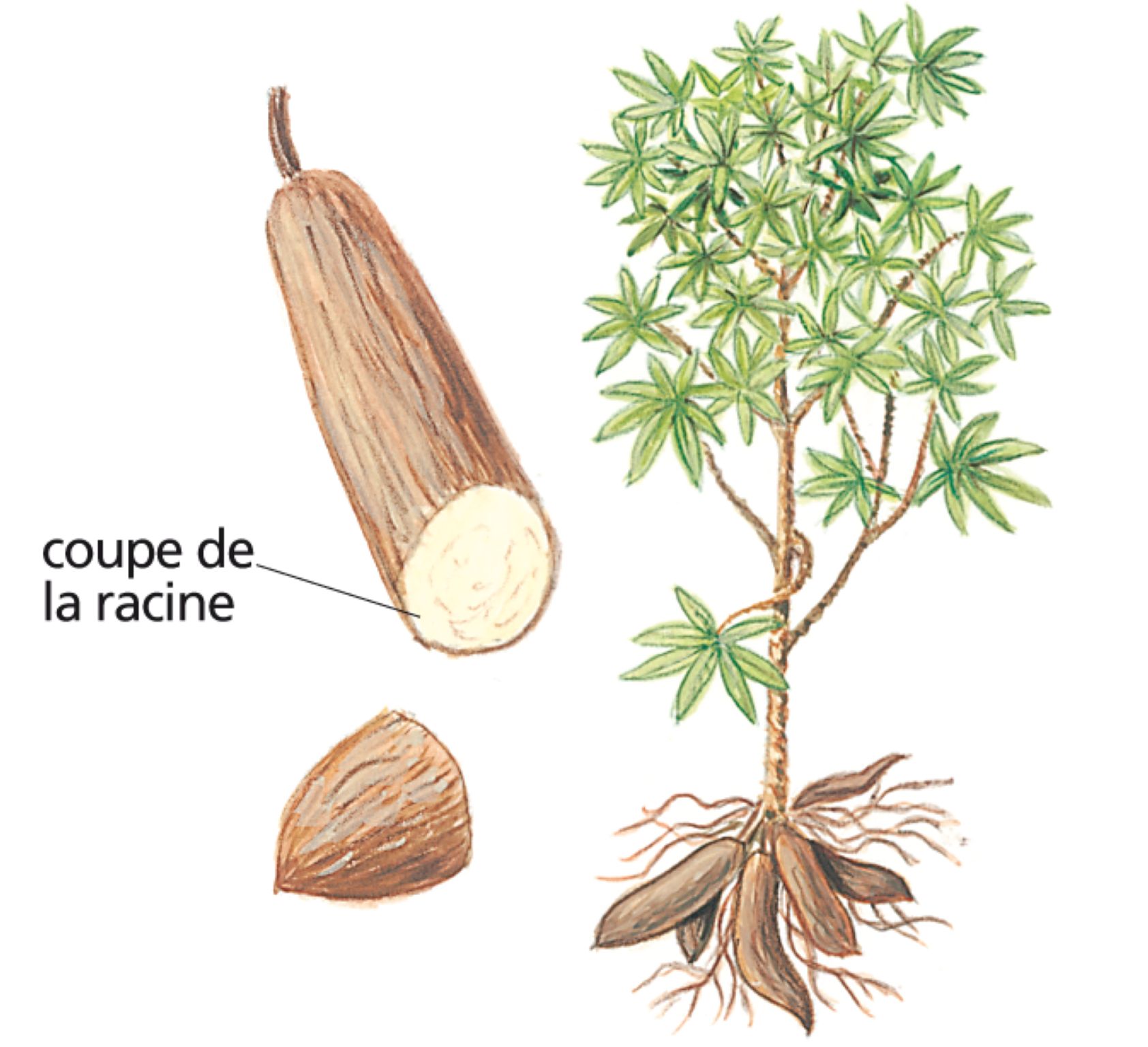 le manioc