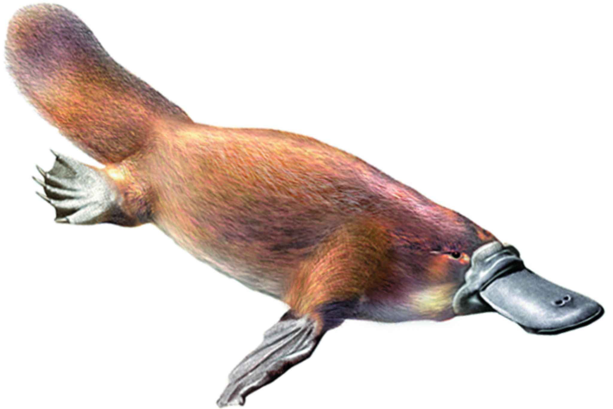 un ornithorynque