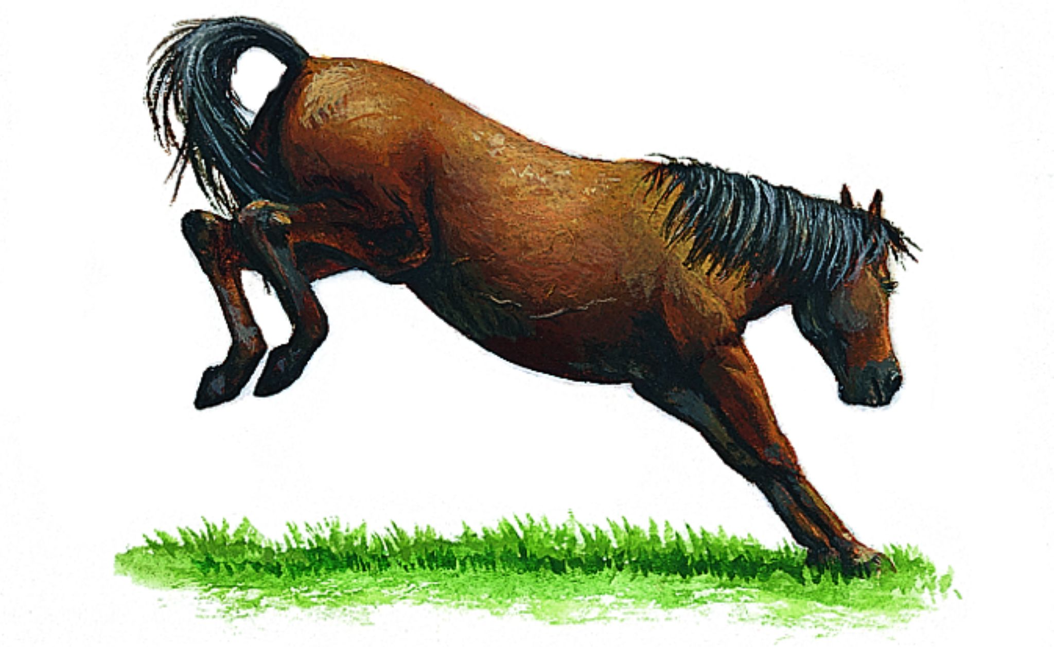 la ruade d’un cheval
