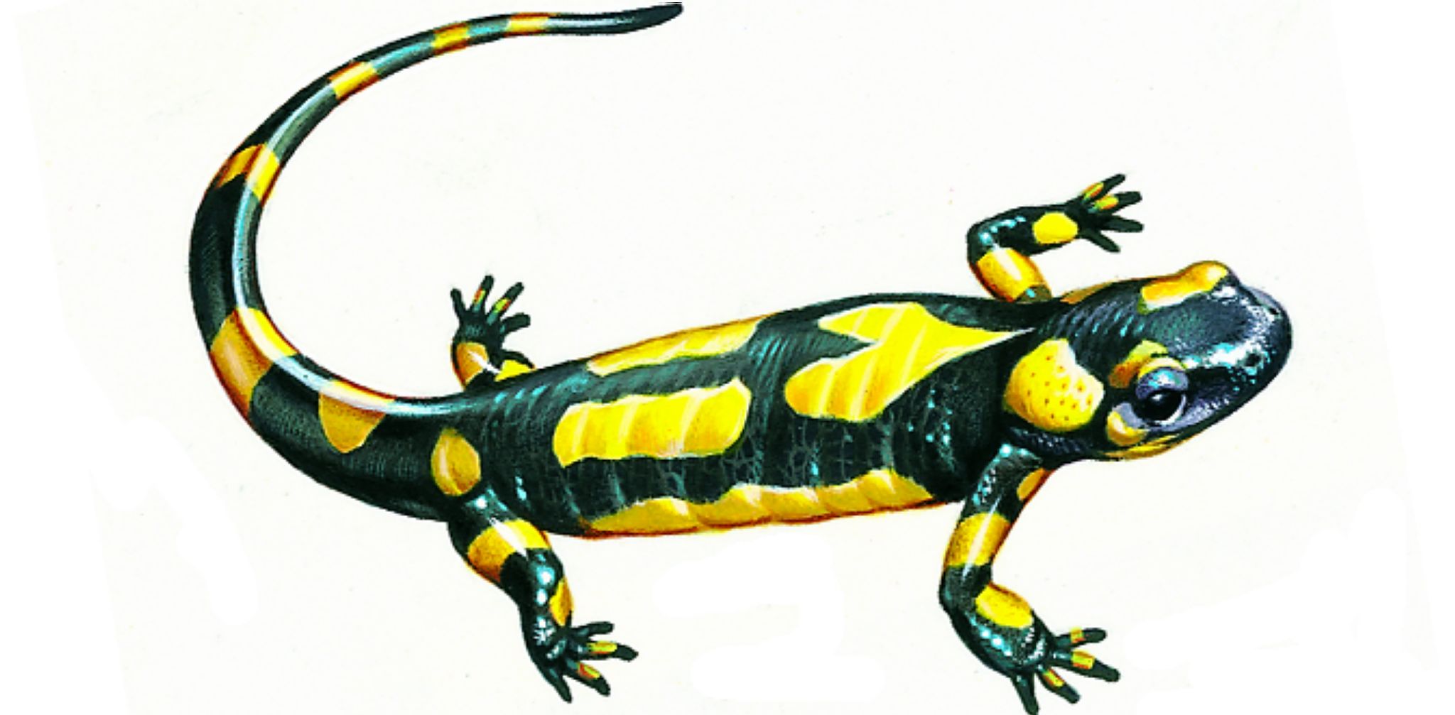 une salamandre