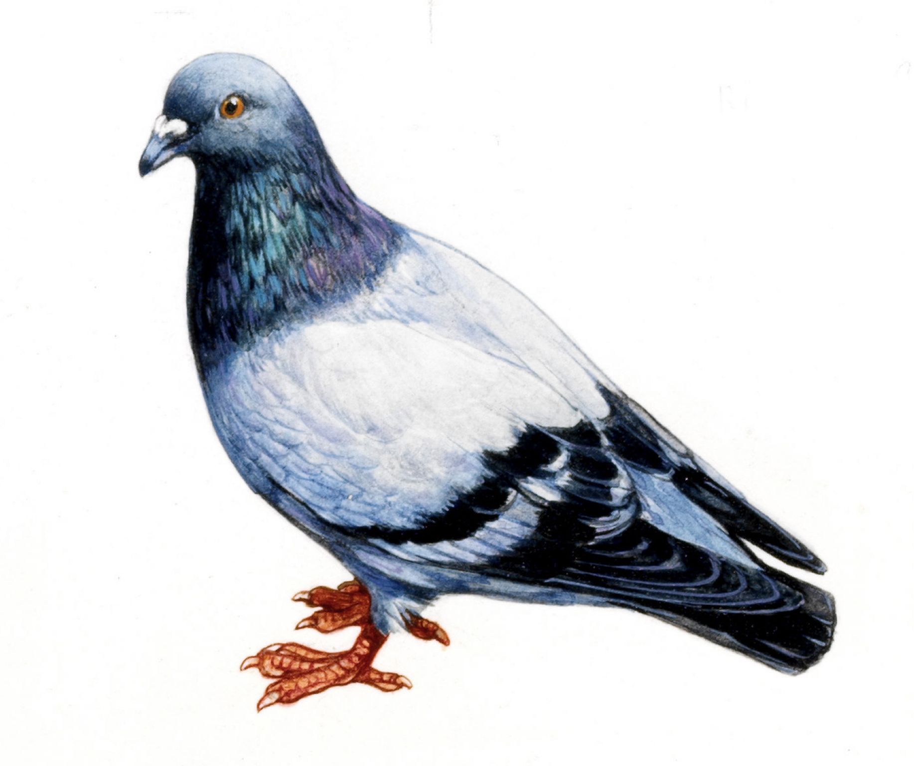 un pigeon