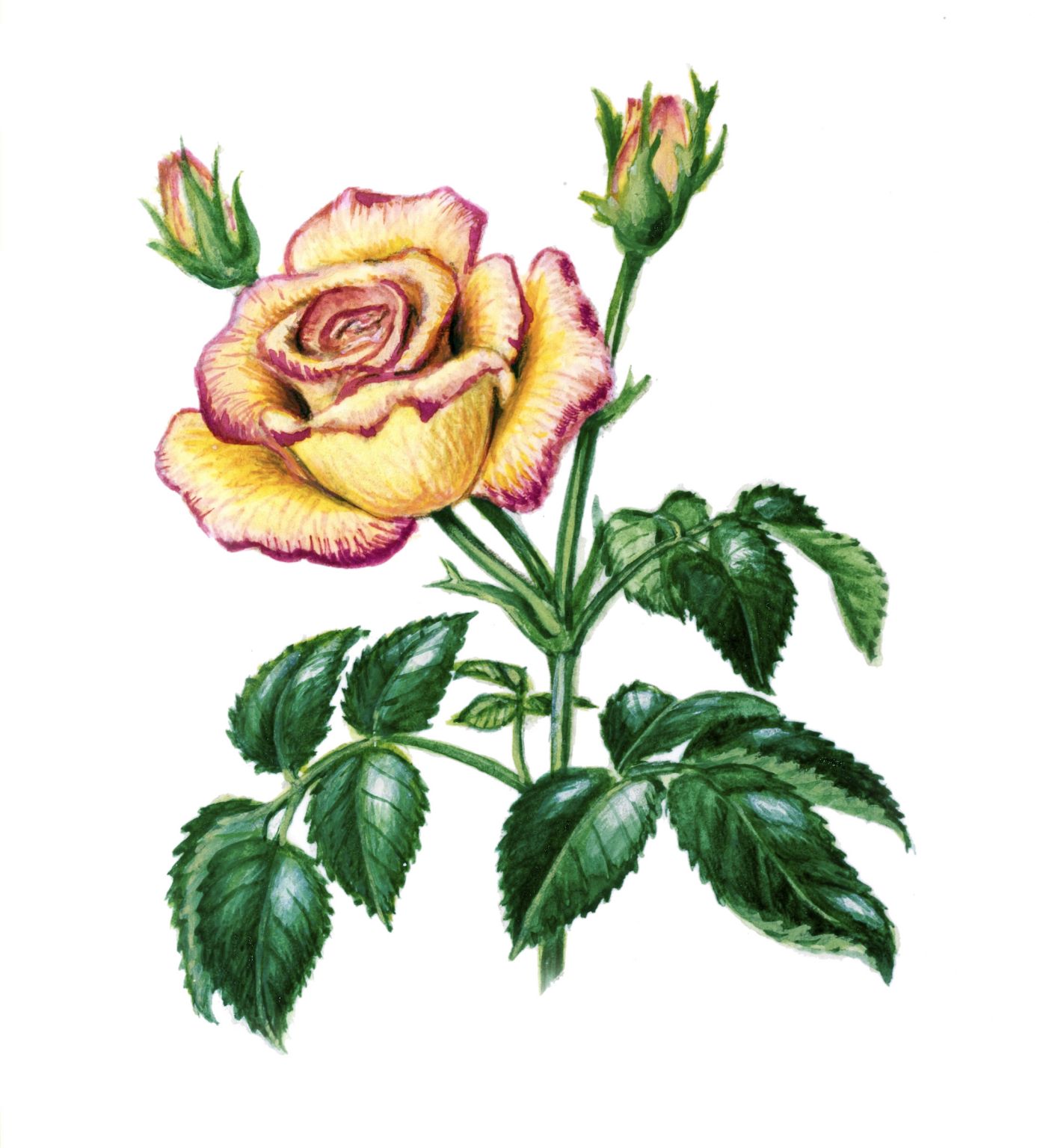 une rose et deux boutons