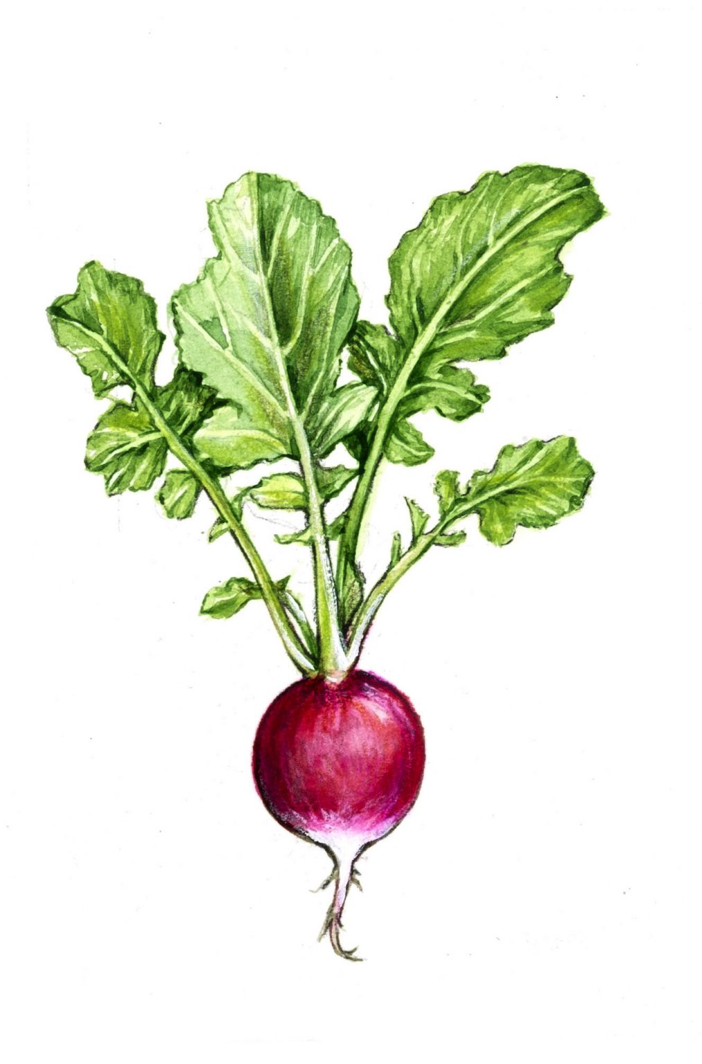un radis