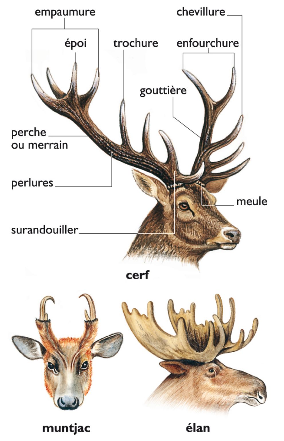 les bois du cerf