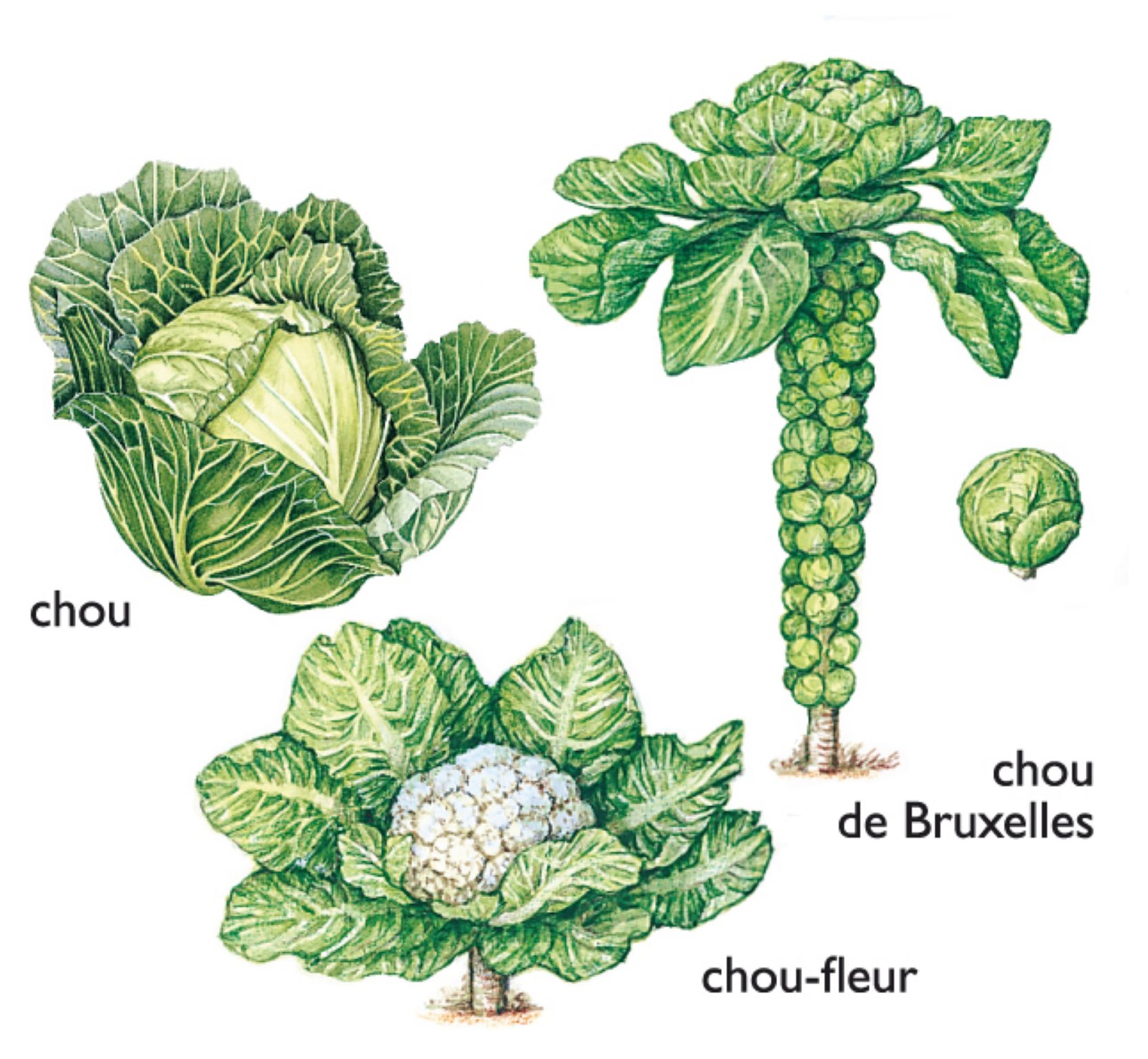 différentes sortes de choux