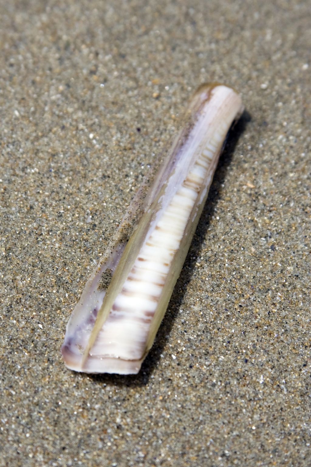 une coquille de  couteau (mollusque)