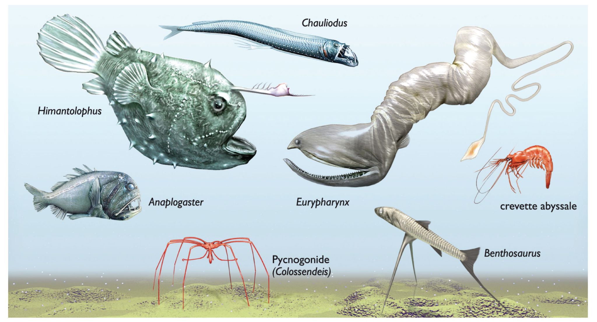 quelques représentants de la faune des abysses