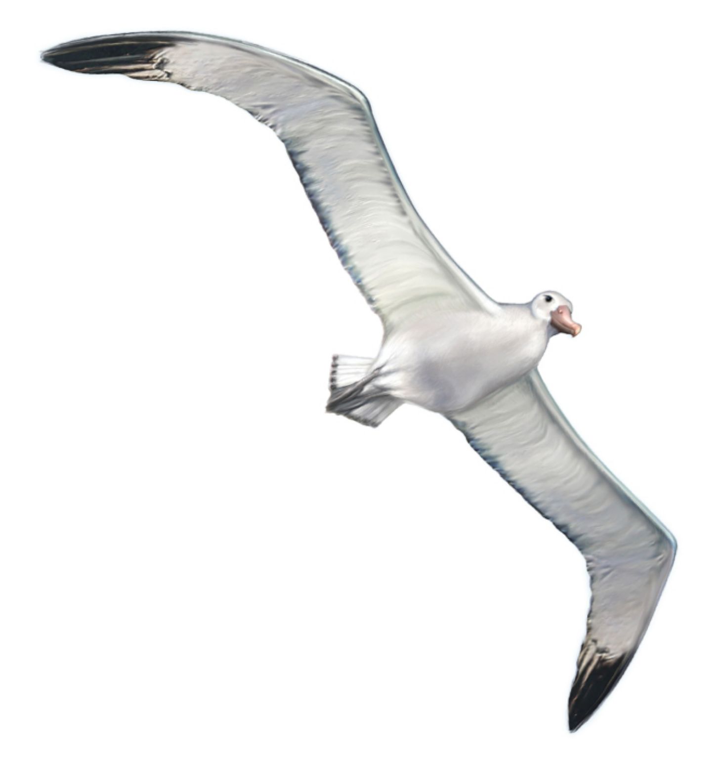 l’envol d’un albatros hurleur