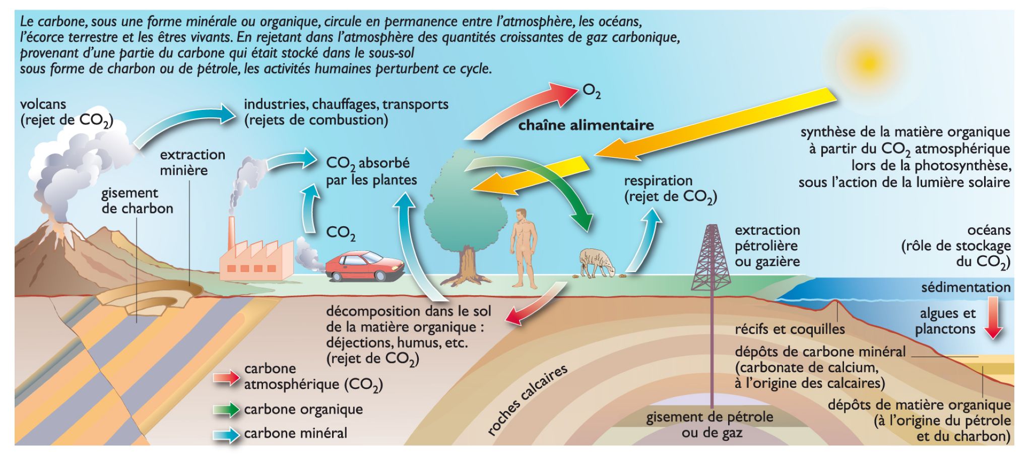 le cycle du carbone