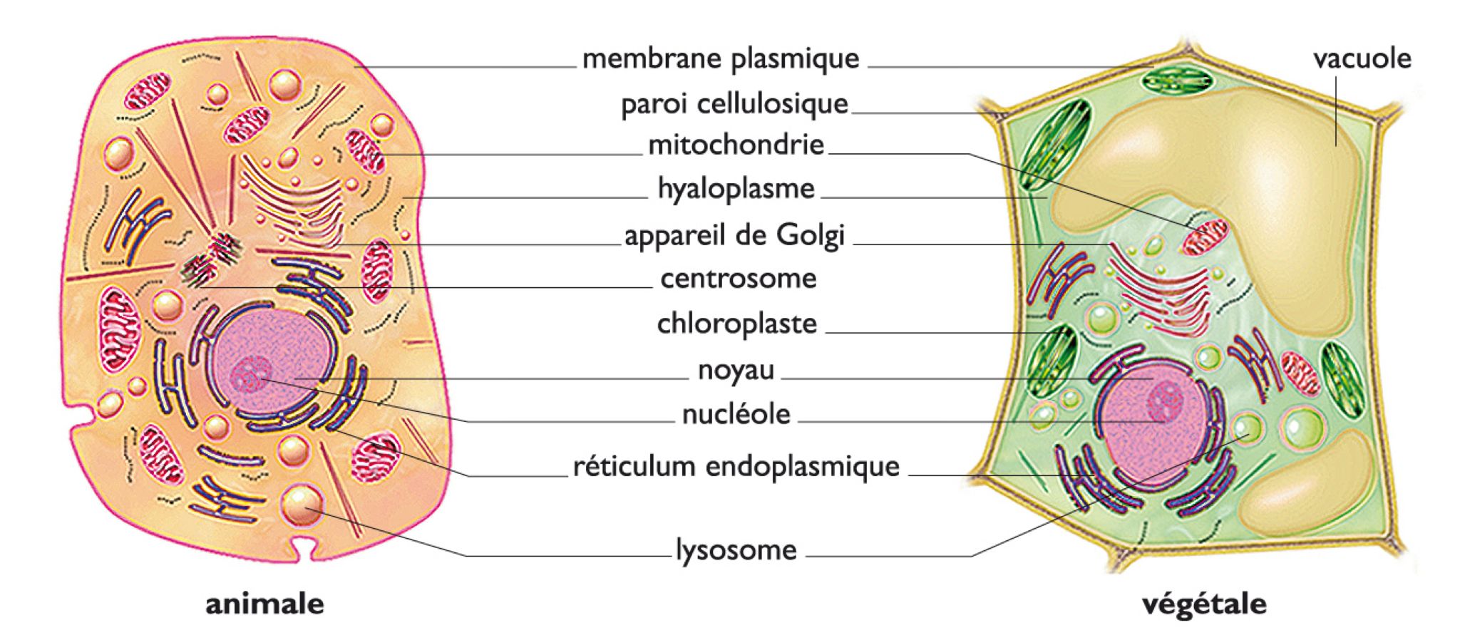 les cellules animale et végétale