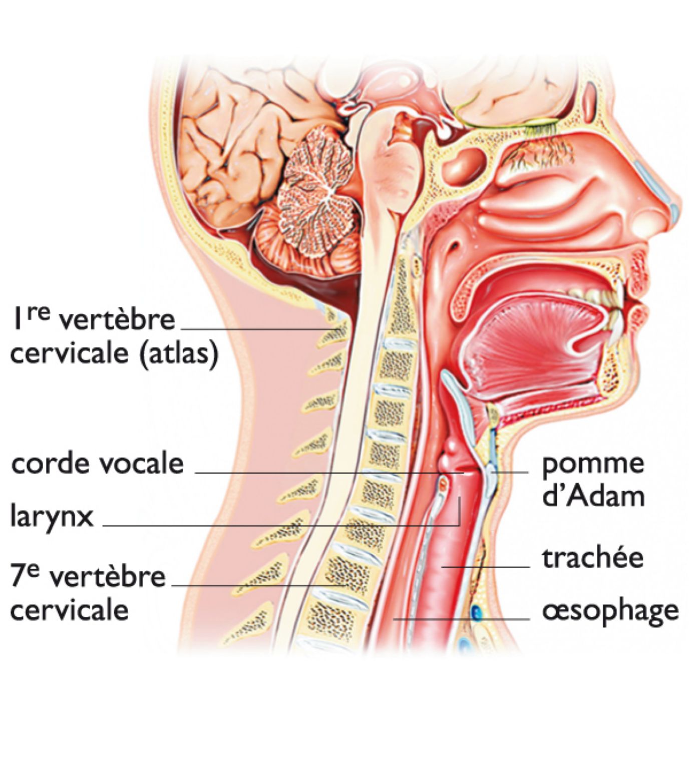 l’anatomie du cou