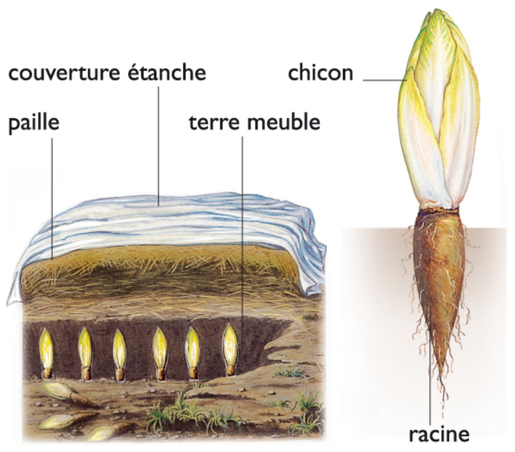 endive entière et mode de culture