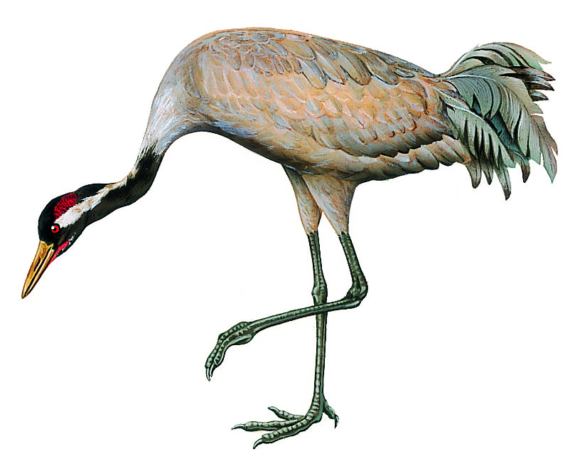 une grue cendrée
