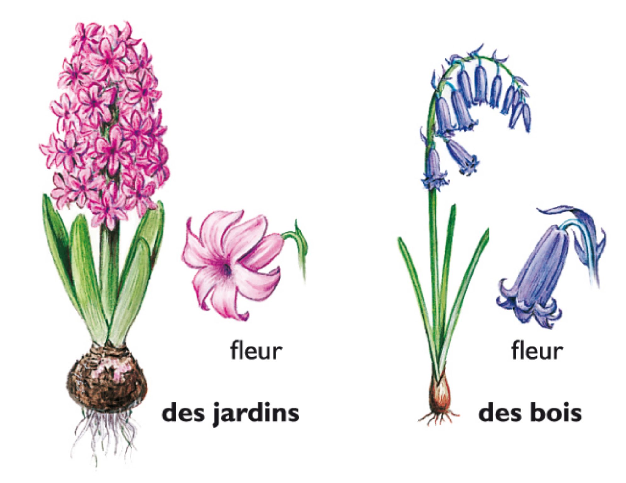 des jacinthes