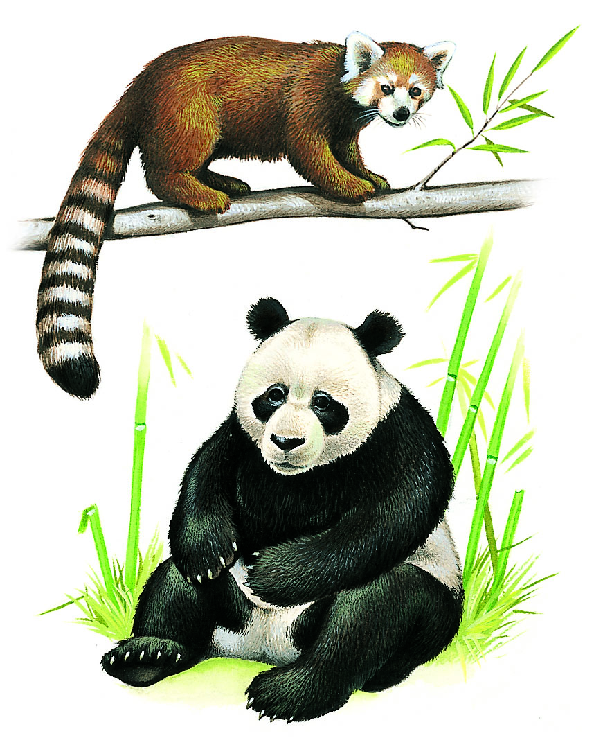 les deux espèces de pandas : le petit panda (en haut) et le grand panda (en bas)