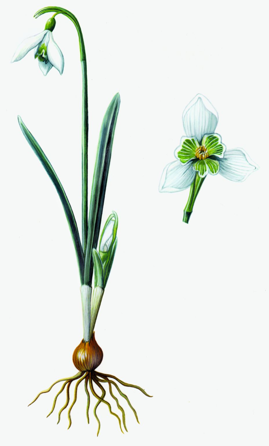 un perce-neige