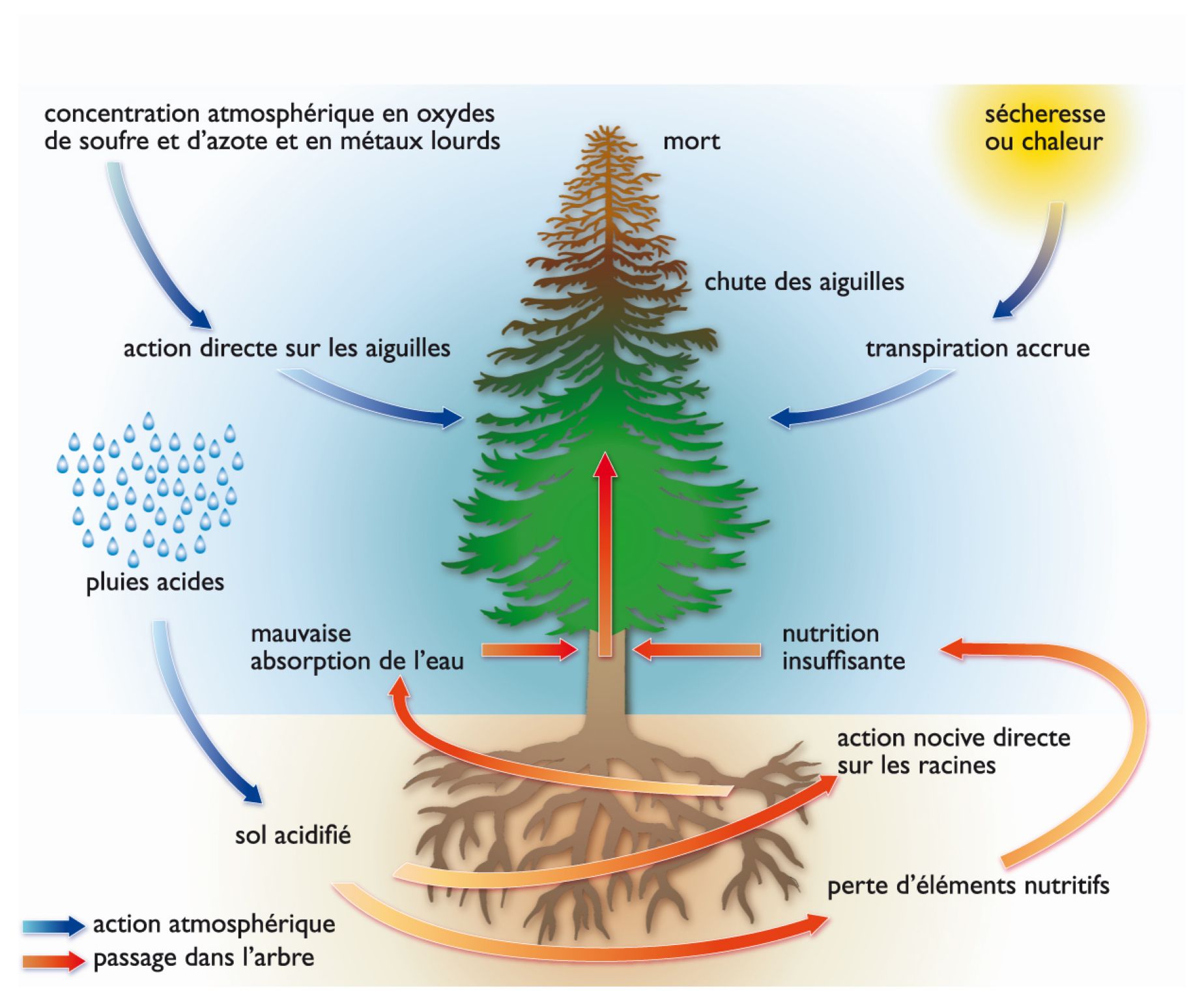 les pluies acides et leur action sur l’environnement