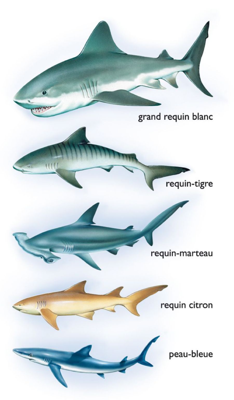 différentes espèces de requins