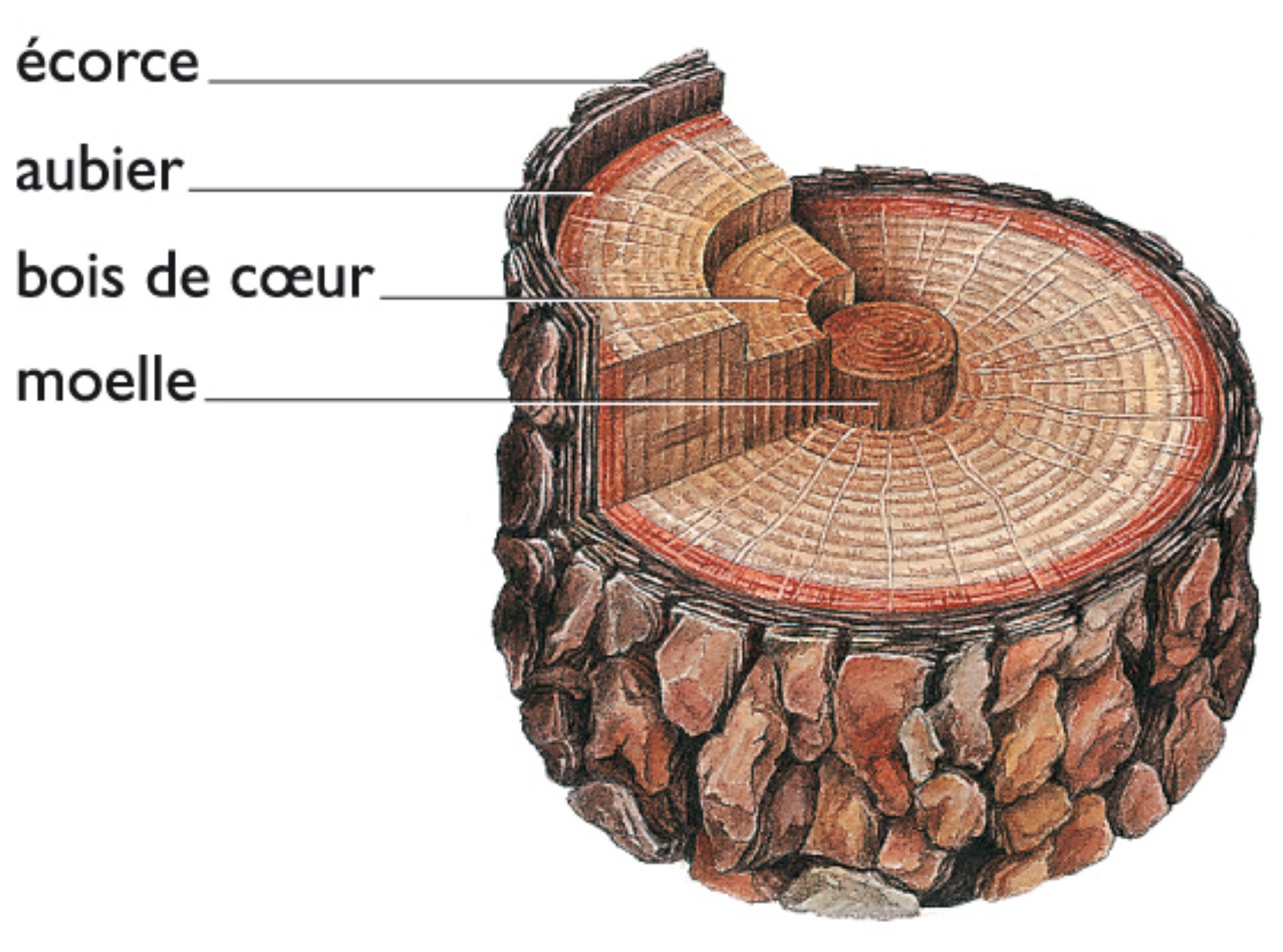 coupe d’un tronc de pin