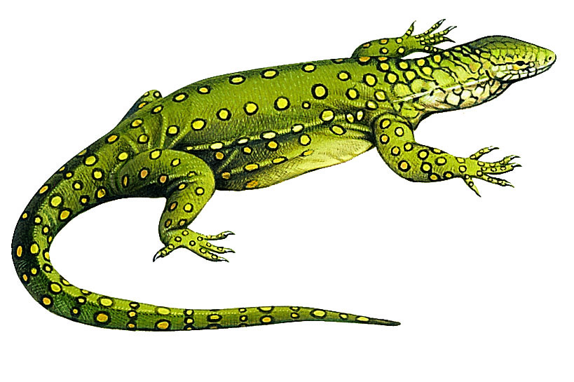 un varan géant d’Australie