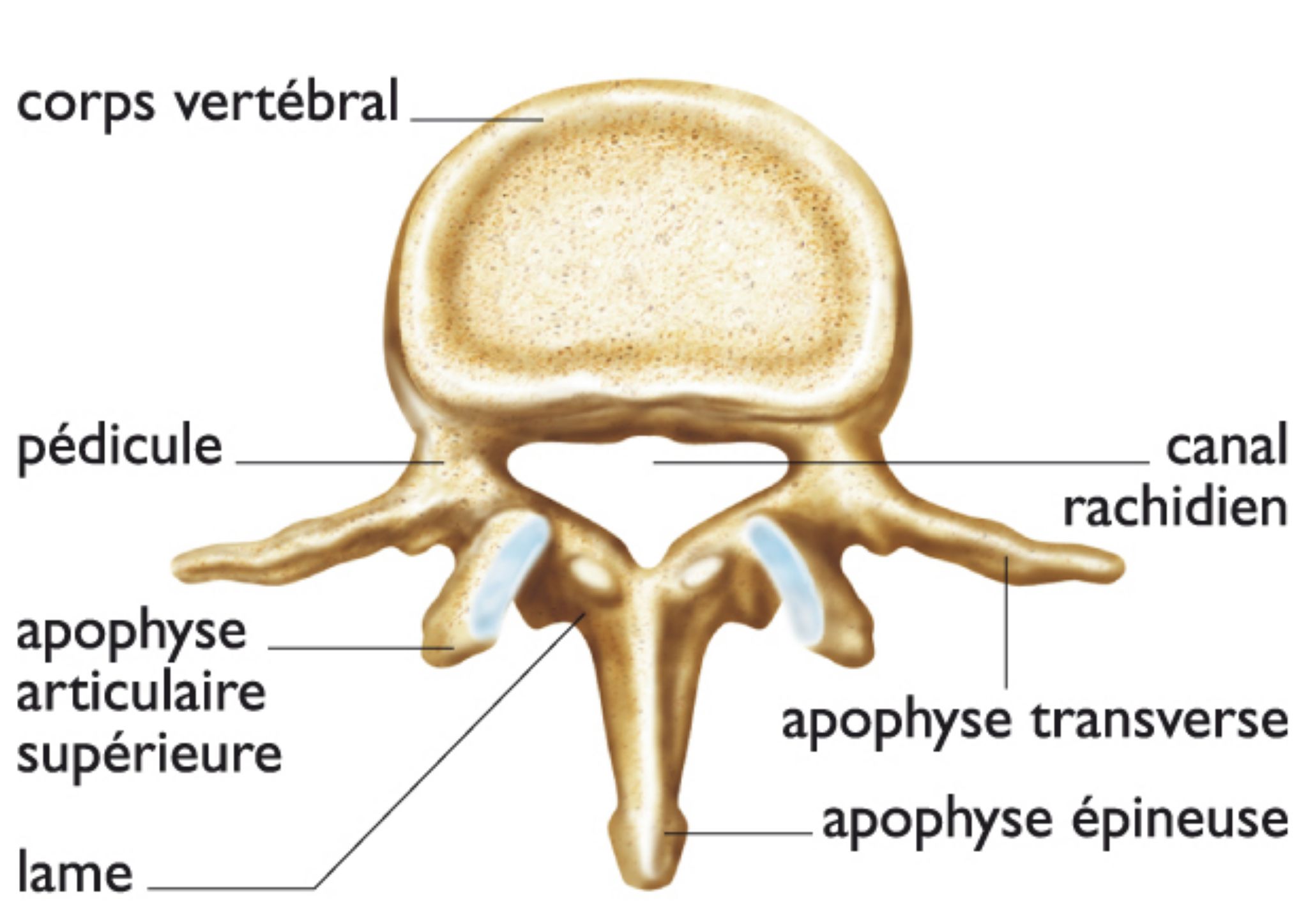 une vertèbre lombaire (vue supérieure)