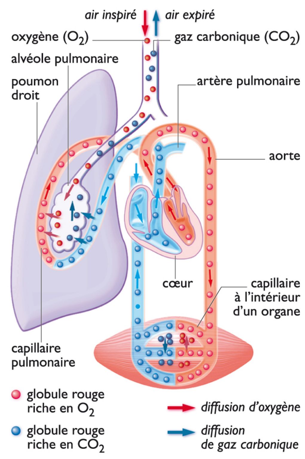 fonctionnement de l’appareil respiratoire