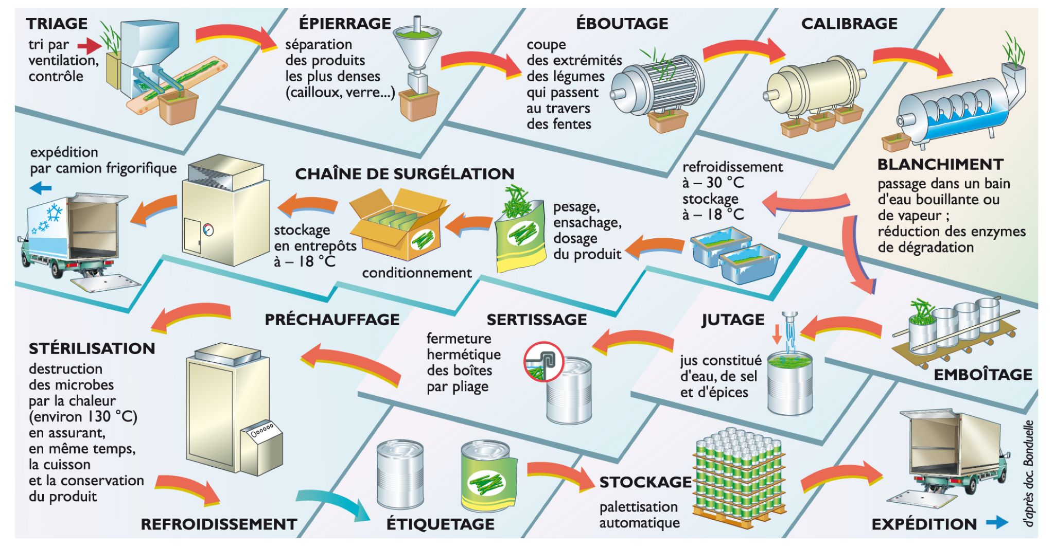 la conservation : processus de fabrication de haricots verts en conserve ou surgelés