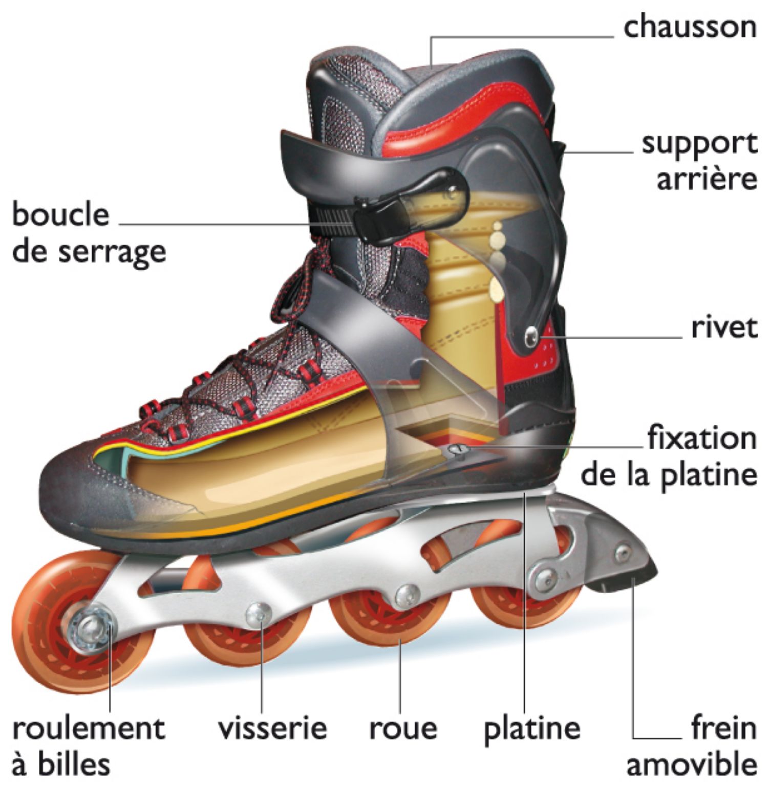 les éléments d’un roller